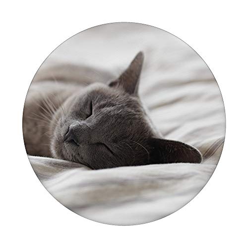 Sleeping Gray Kitty Cat Animal Grey PopSockets PopGrip: Swappable Grip for Phones & Tablets